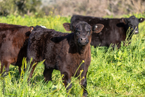 Newborn Baby Calf, Regenerative Agriculture Pasture Roaming Calves