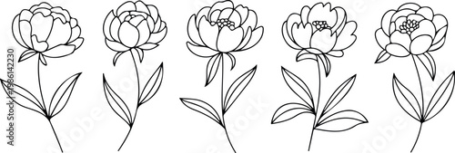 Delicate floral line art with five peony flowers in different bloom stages for elegant botanical design and decorative inspiration use