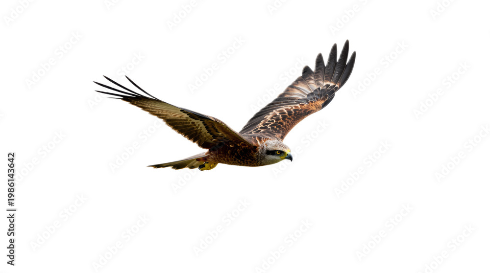 Fototapeta premium Large bird with a long tail is flying in the air. The bird is brown and white in color