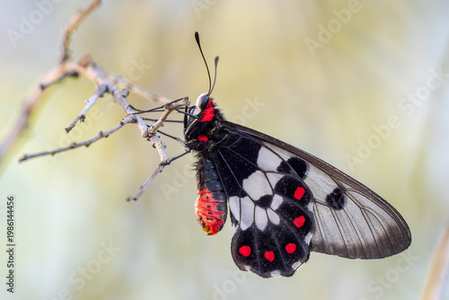 Clearwing Swallowtail - Cressida Cressida, beautiful colored clearwing butterfly native to the forests and woodlands of northern Australia, New Guinea, Maluku, and Timor.