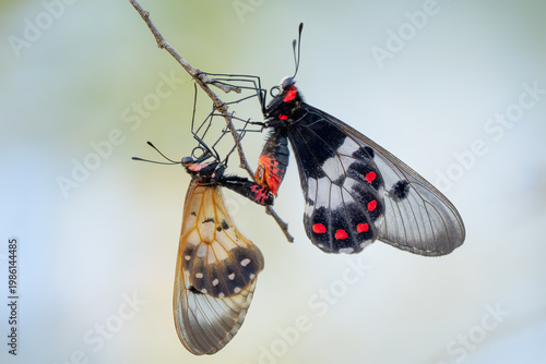 Clearwing Swallowtail - Cressida Cressida, beautiful colored clearwing butterfly native to the forests and woodlands of northern Australia, New Guinea, Maluku, and Timor.
