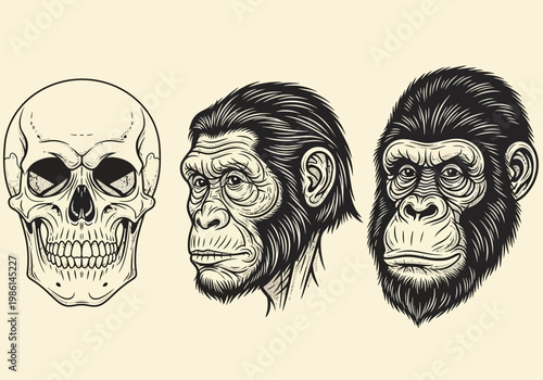 Vintage Engraved Illustration of Human Skull, Chimpanzee, and Gorilla Heads for Evolution and Anthropology Concepts