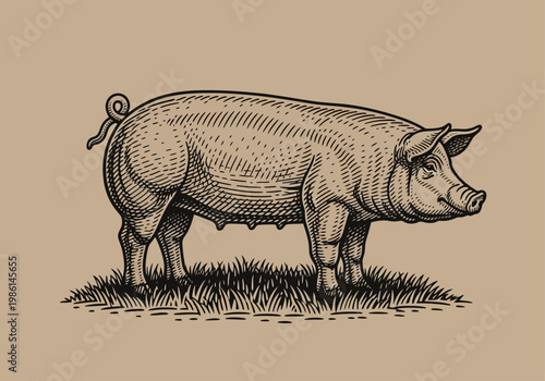 Vintage Pig Engraving Woodcut Style Illustration. Hand-drawn hog standing on grass, perfect for butchery shop logos, organic farming branding, and retro meat labels.