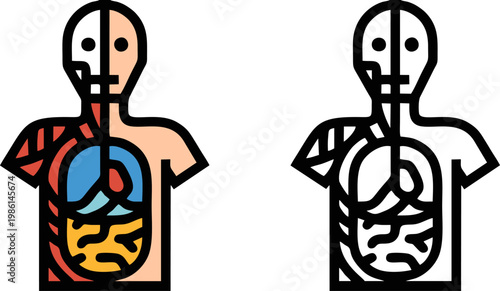 Internal human organ anatomy system vector icon