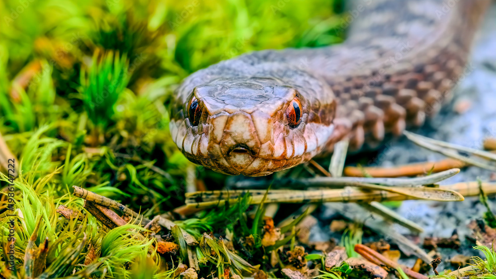 Fototapeta premium snake in natural habitat, surrounded by green plants and forest floor