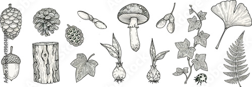Vintage Hand Drawn Forest Botanical Elements Vector Set with Mushroom Pinecones and Leaves