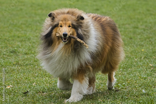 Rough Collie