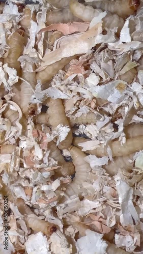 close up of wax moth larvae in organic substrate