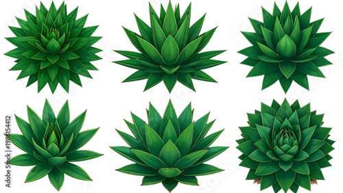 Six green spiky succulent plants arranged in a circular pattern Vector
