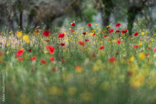A lush meadow filled with red poppies and yellow wildflowers captured with a shallow depth of field and soft natural lighting for a dreamy atmosphere.