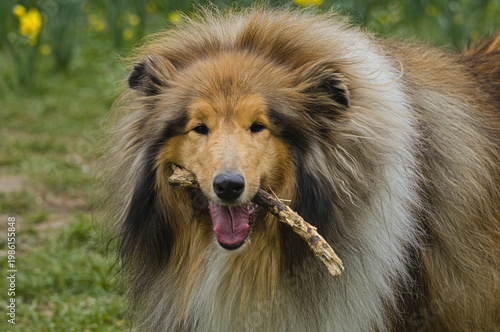 Rough Collie