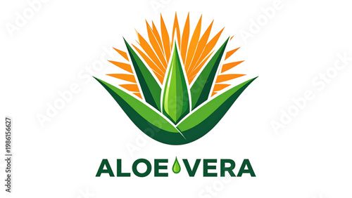 Aloe vera plant with its distinctive spiky green leaves Vector