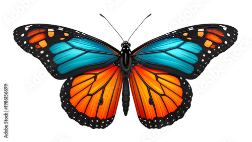 A vibrant butterfly with striking orange, black, and blue wing patterns in flight Vector