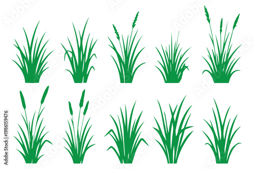 Cattail and marsh grass silhouettes set isolated on white background for nature wetland swamp river bank and outdoor vector design
