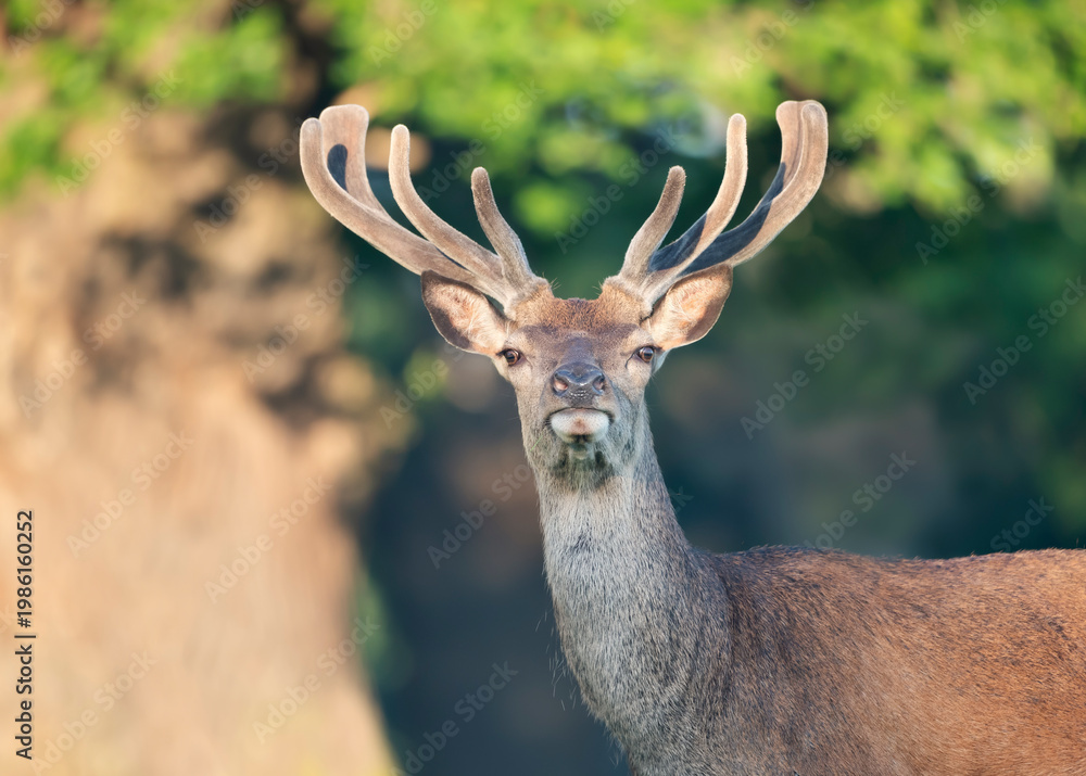 Fototapeta premium Portrait of a red deer stag with new velvet antlers standing in summer meadow