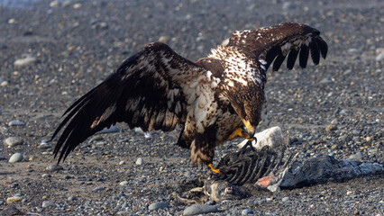 Young Bald Eagle with spread wings Scavenging on a Sea Otter Carcass on a Rocky Beach at Homer Spit, Alaska