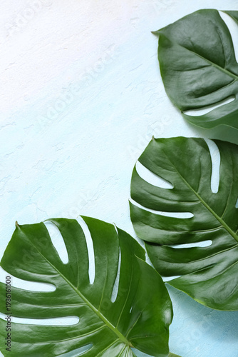 Tropical monstera leaves on...