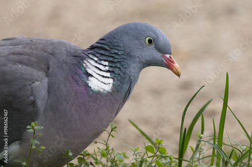 Common wood pigeon