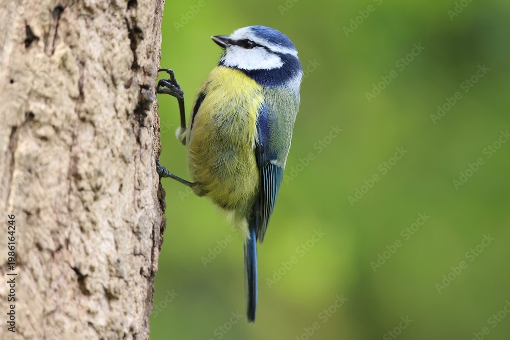 Obraz premium Blue tit on a wooden stump