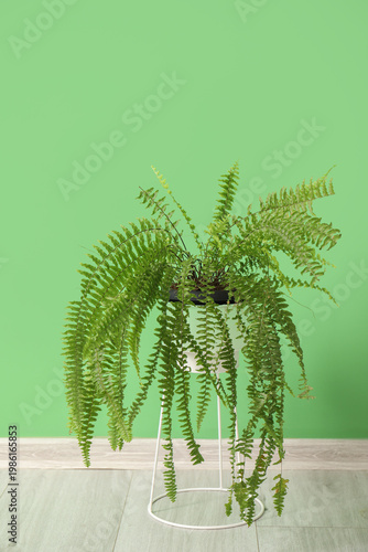 Fern houseplant near green ...