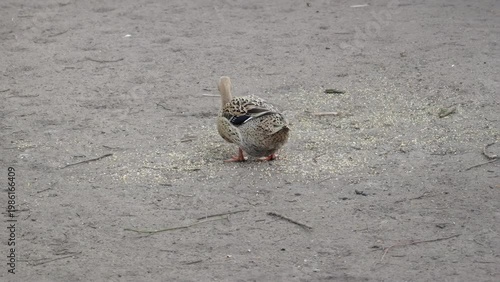 Female mallard duck foraging for seeds