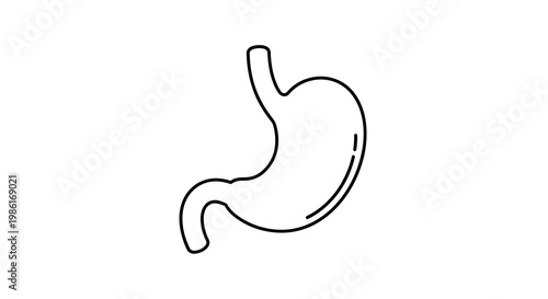 Simple Outline Drawing of Human Stomach Organ Isolated on White Background