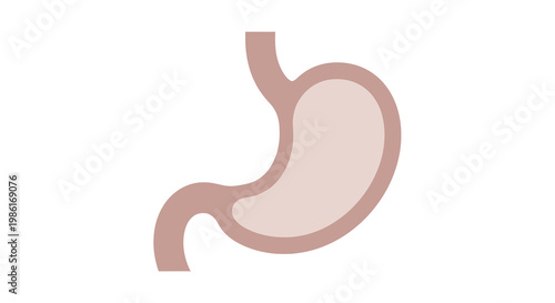 Stylized Human Stomach Anatomy Illustration - Digestive Organ Icon