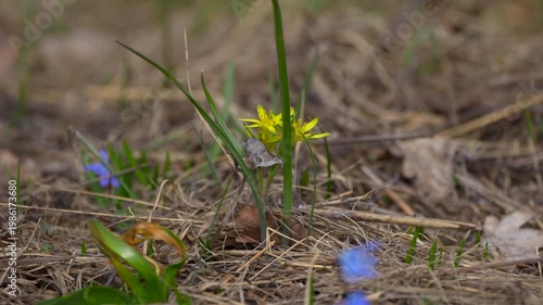 spring flowers in the grass