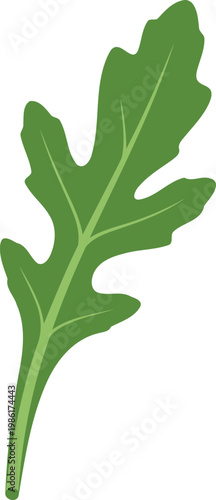 Green arugula leaf green leaf vegetable food isolated