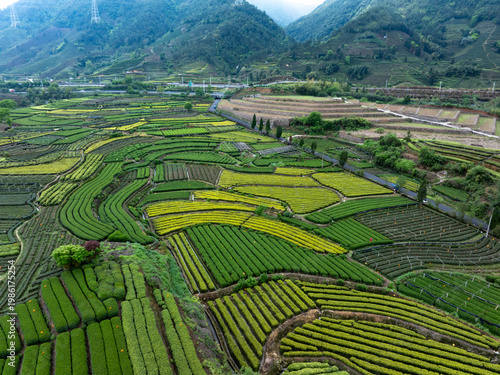 Photos Terraced tea plantations layered across mountainous terrain with vibrant green a