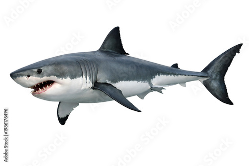 Great white shark isolated on transparent background..