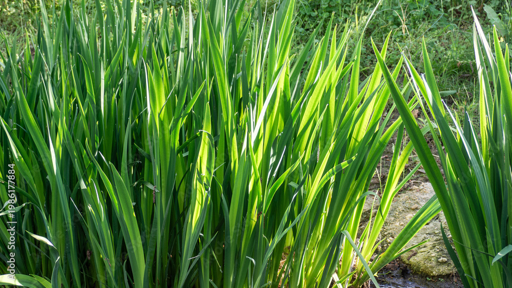 Fototapeta premium Lush green leaves of iris plant growing outdoors