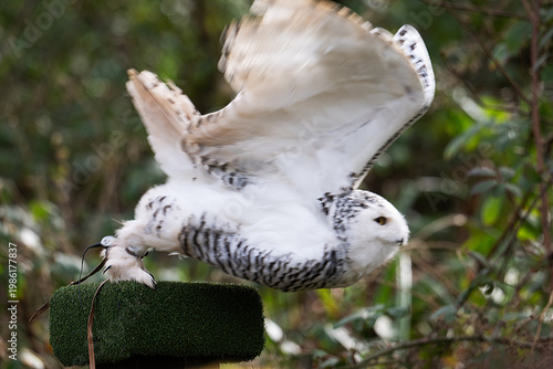 Trained take off, of a Snowy owl.