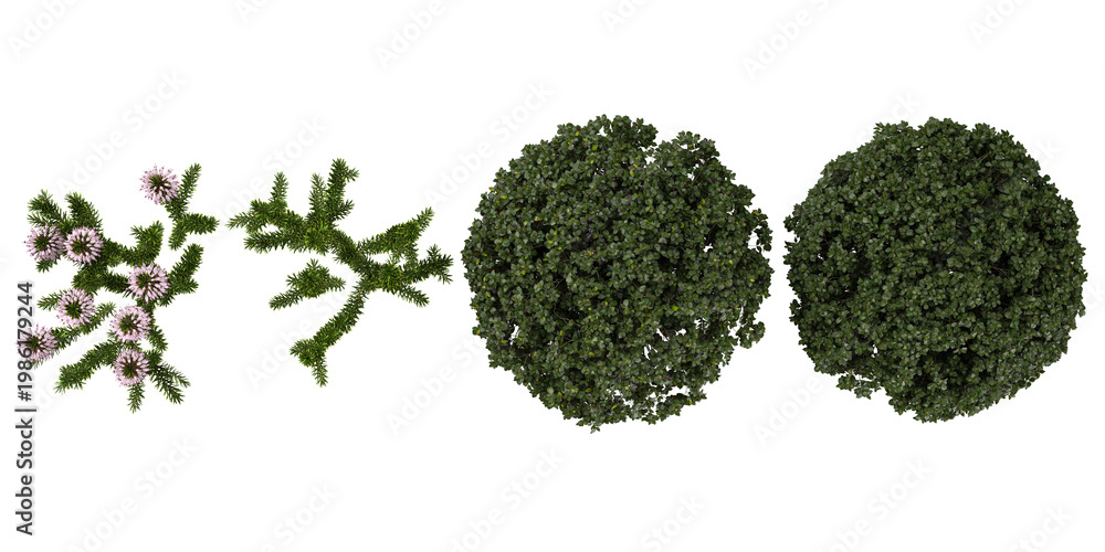 Obraz premium Collection of Erica,Euonymus plants on transparent background from the top view