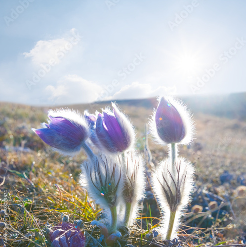 wild crocus flowers growth among grass hills