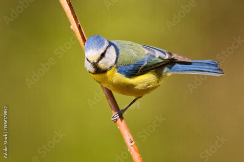 Blaumeise im Frühling mit Pollen im Gesicht