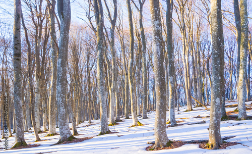 forest growth on snowbound mount slope