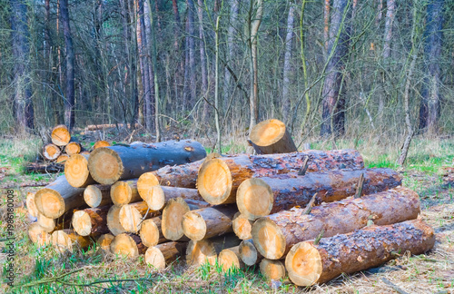 heap of tree trunk on the forest glade