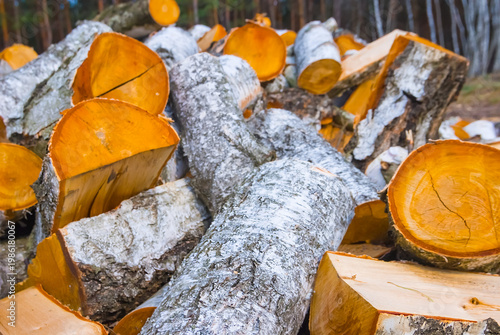 closeup heap of birch tree trunk on the forest glade