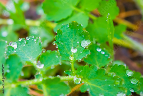 closeup green plant in water drop among dry prairie grass