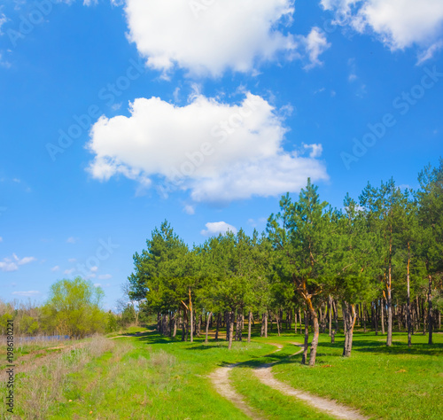 green fir forest glade with ground road