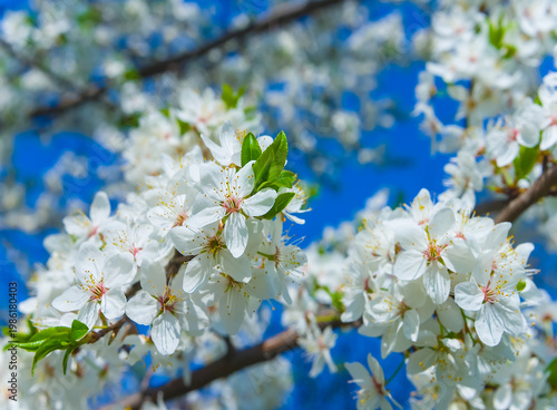 closeup apricot tree branch in blossom on blue sky background