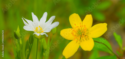 closeup spring forest glade covered by a flowerd