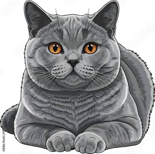 British Shorthair cat lying down cute cat loaf pose vector illustration