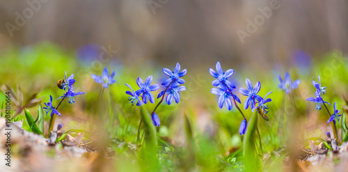 closeup heap of wild blue snowdrop flowers on spring forest glade