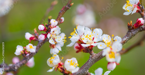 closeup apricot tree branch in blossom