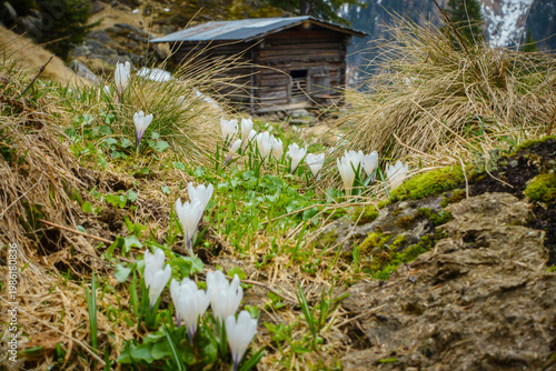 Frühjahr bei den Alm- und Berghütten im Zillertal Tirol Österreich