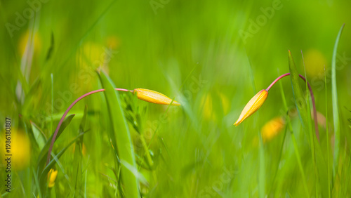 closeup heap of wild yellow tulip flower in green grass