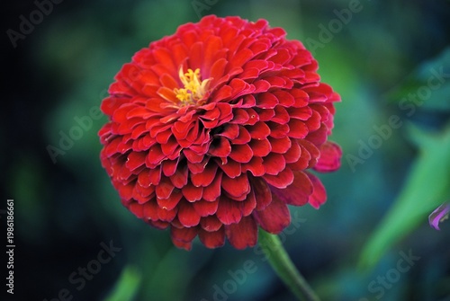 Eine rote Zinnienblüte vor grünem Hintergrund.