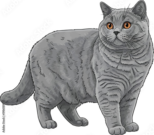 British Shorthair cat standing side profile vector illustration